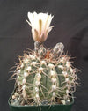 Gymnocalycium piricarpum