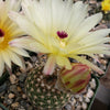 Notocactus elegans