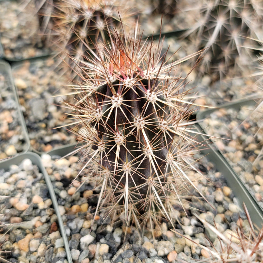 Stenocereus machaerocereus eruca