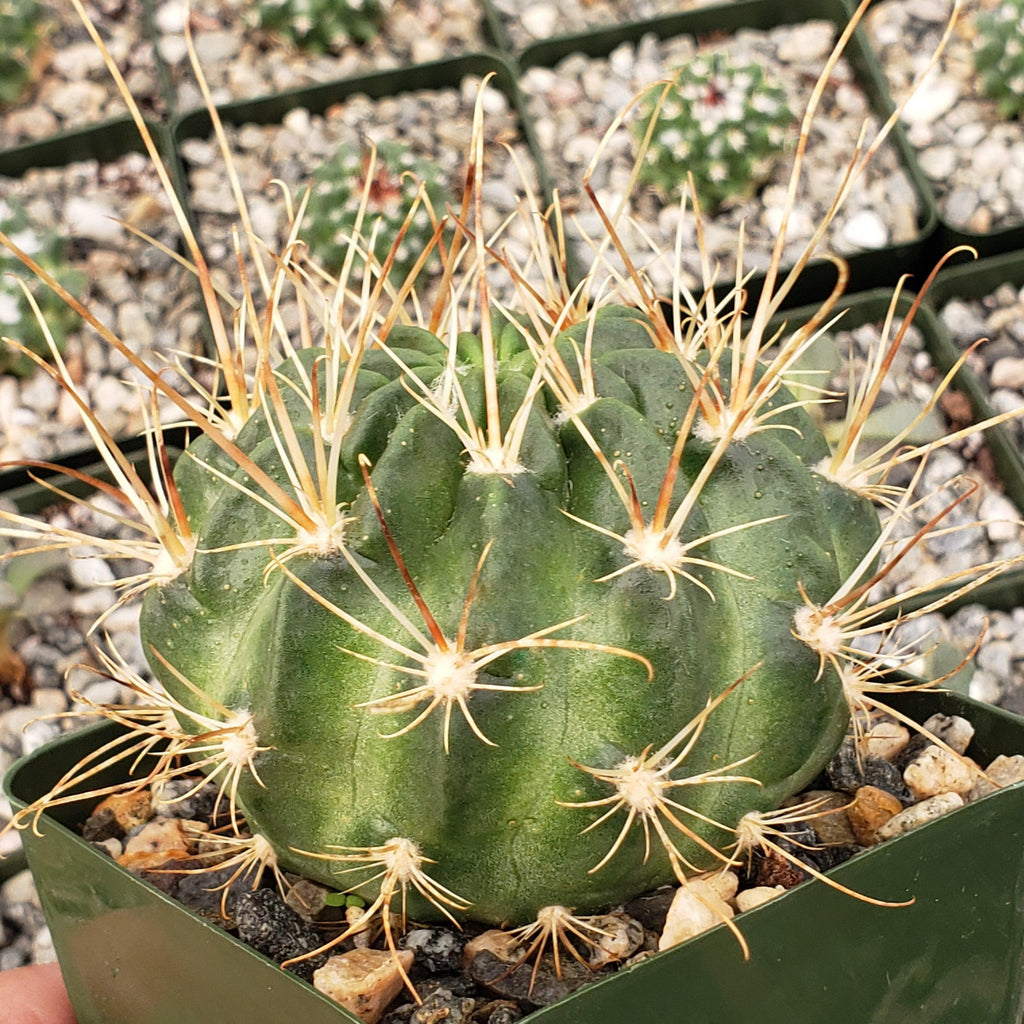 Lobivia longispina