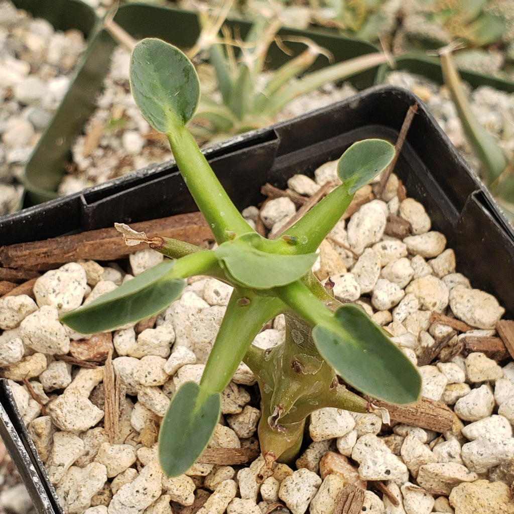 Euphorbia hamata