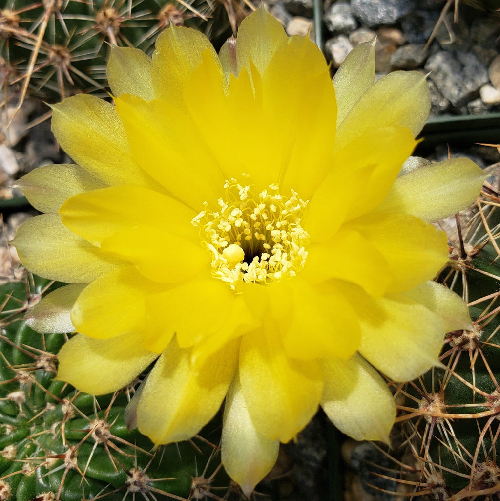 Echinopsis Sierra Grandensis