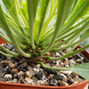 Euphorbia bupleurifolia large Specimen