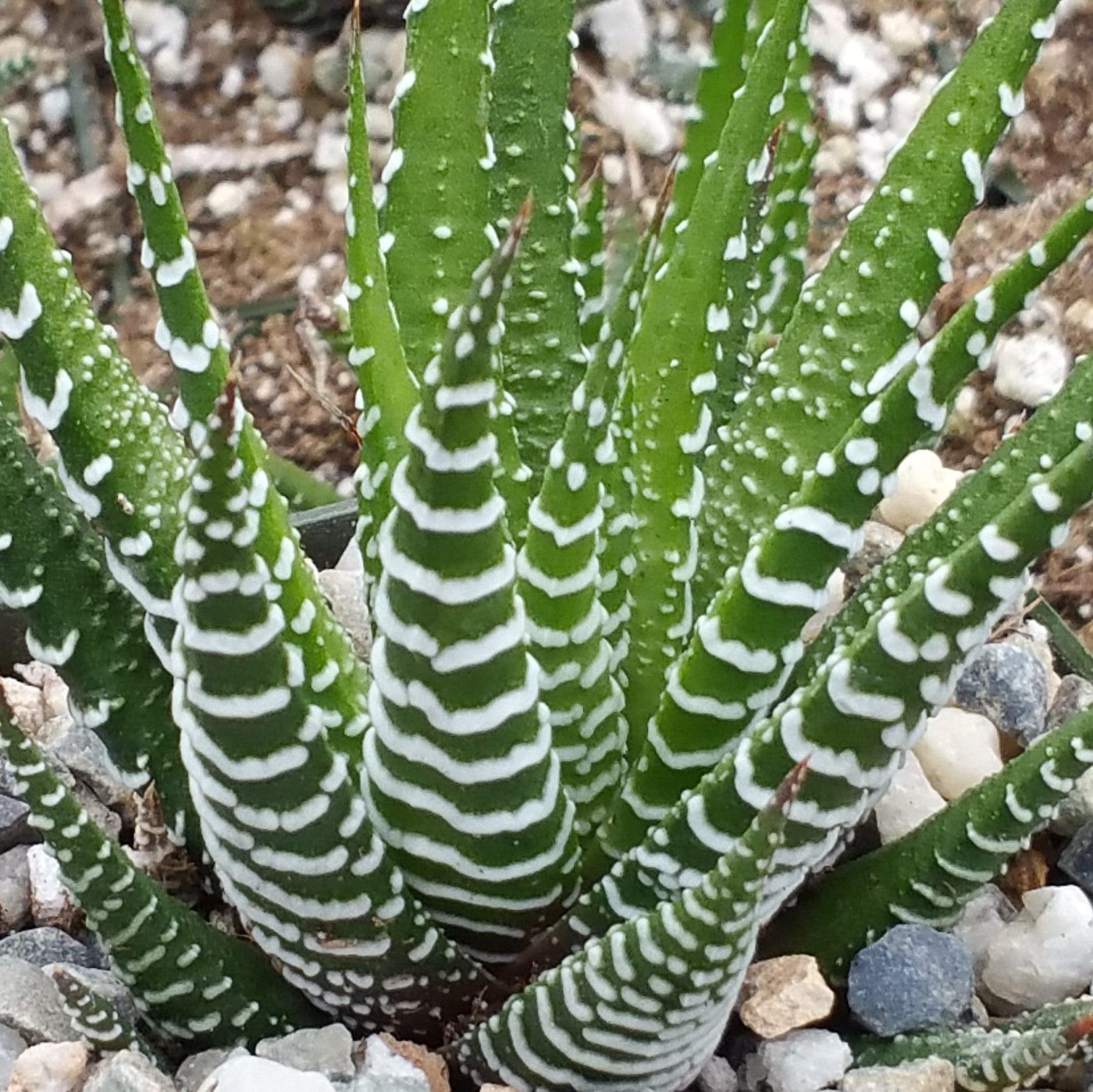 zebra plant air purifier Zebra Plant 'Haworthia fasciata' 2" Pot