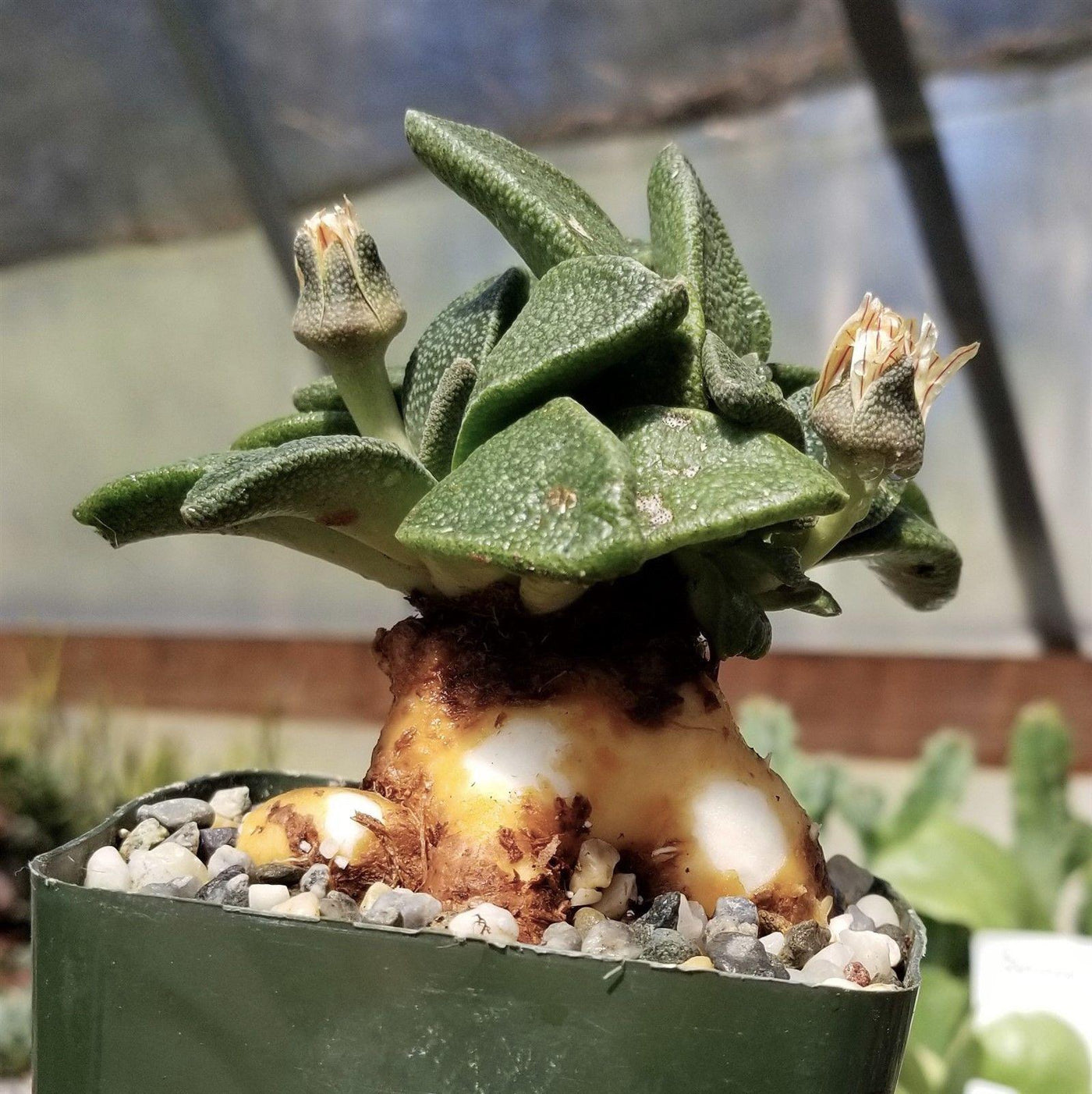 south african succulent plants Buy Aloinopsis Rubrolineata At Best Prices