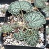 Pelargonium barklyi