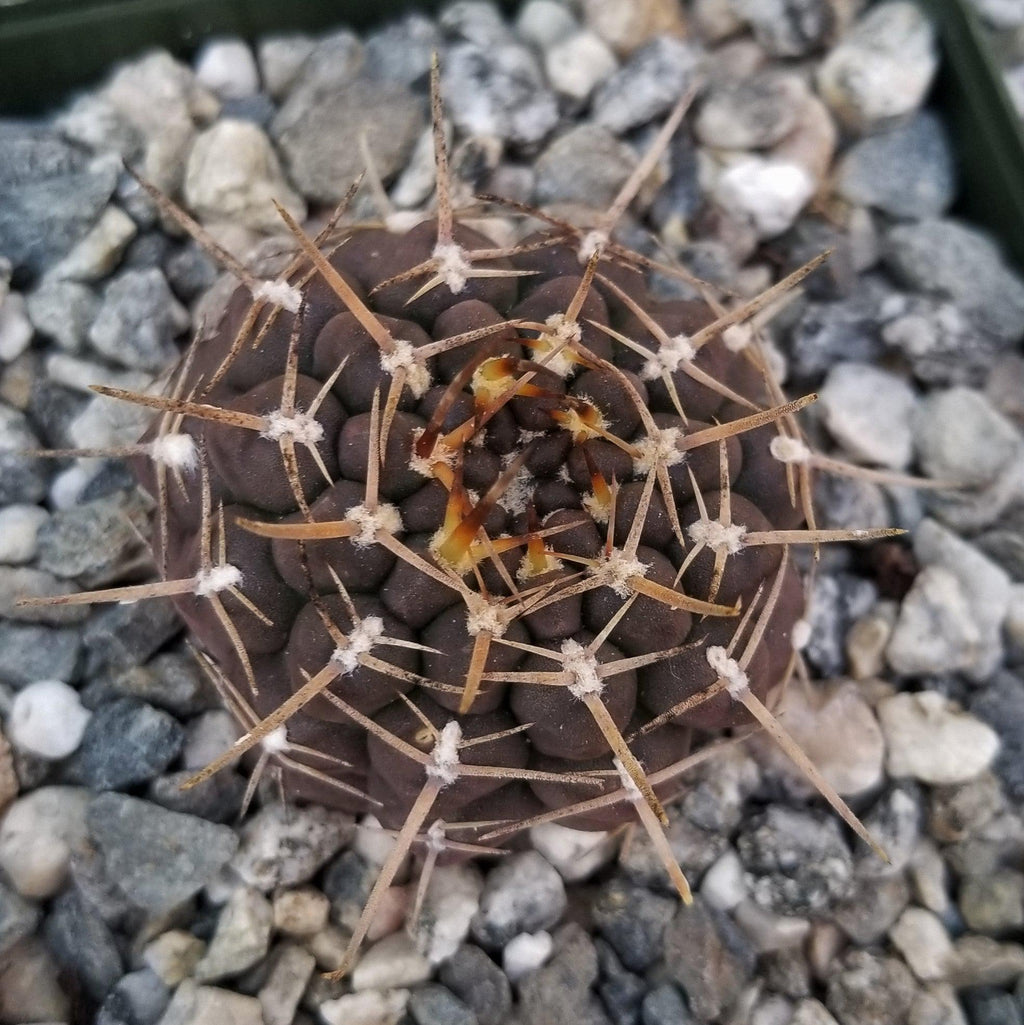 Gymnocalycium shroederianum longispinum