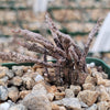 Euphorbia platyclada dead plant