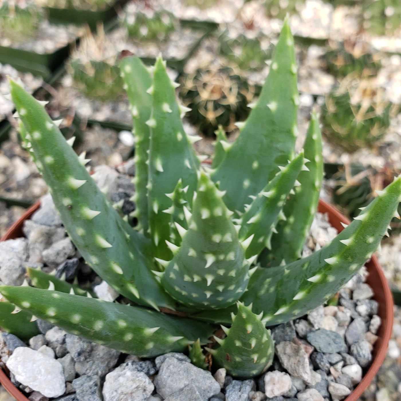 prolific succulents Aloe crosbys prolific – Planet Desert