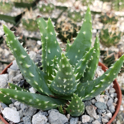 Aloe crosbys prolific