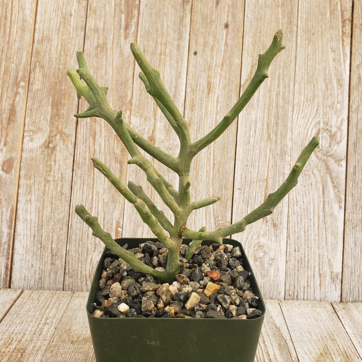 Euphorbia stenoclada spineless