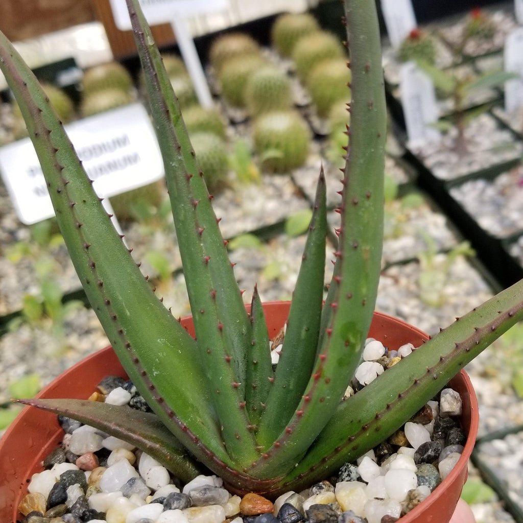 Aloe wickensii