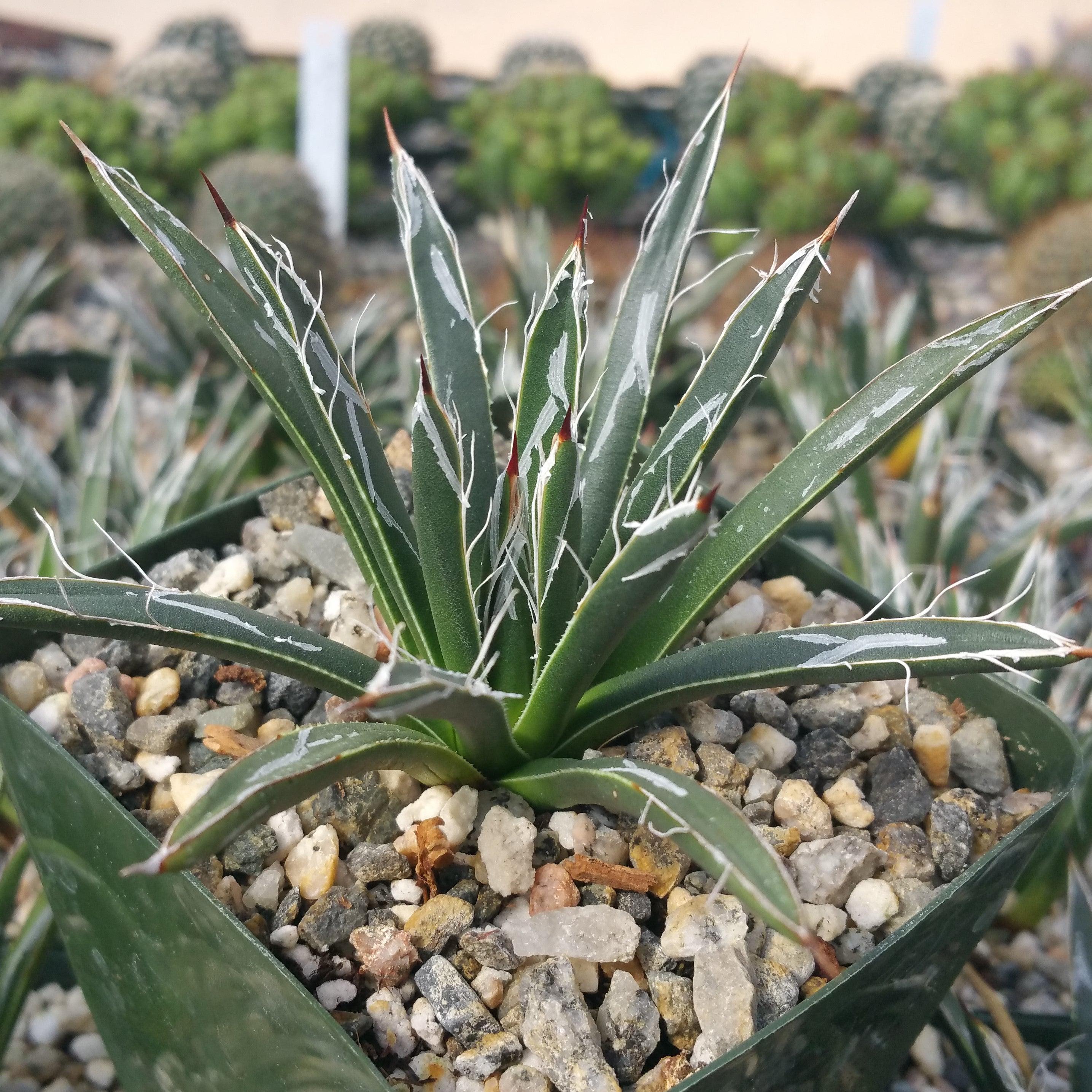 Agave toumeyana bella