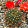 Rebutia kupperiana