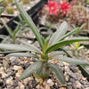 Pachypodium griquense