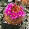 Mammillaria spinosissima