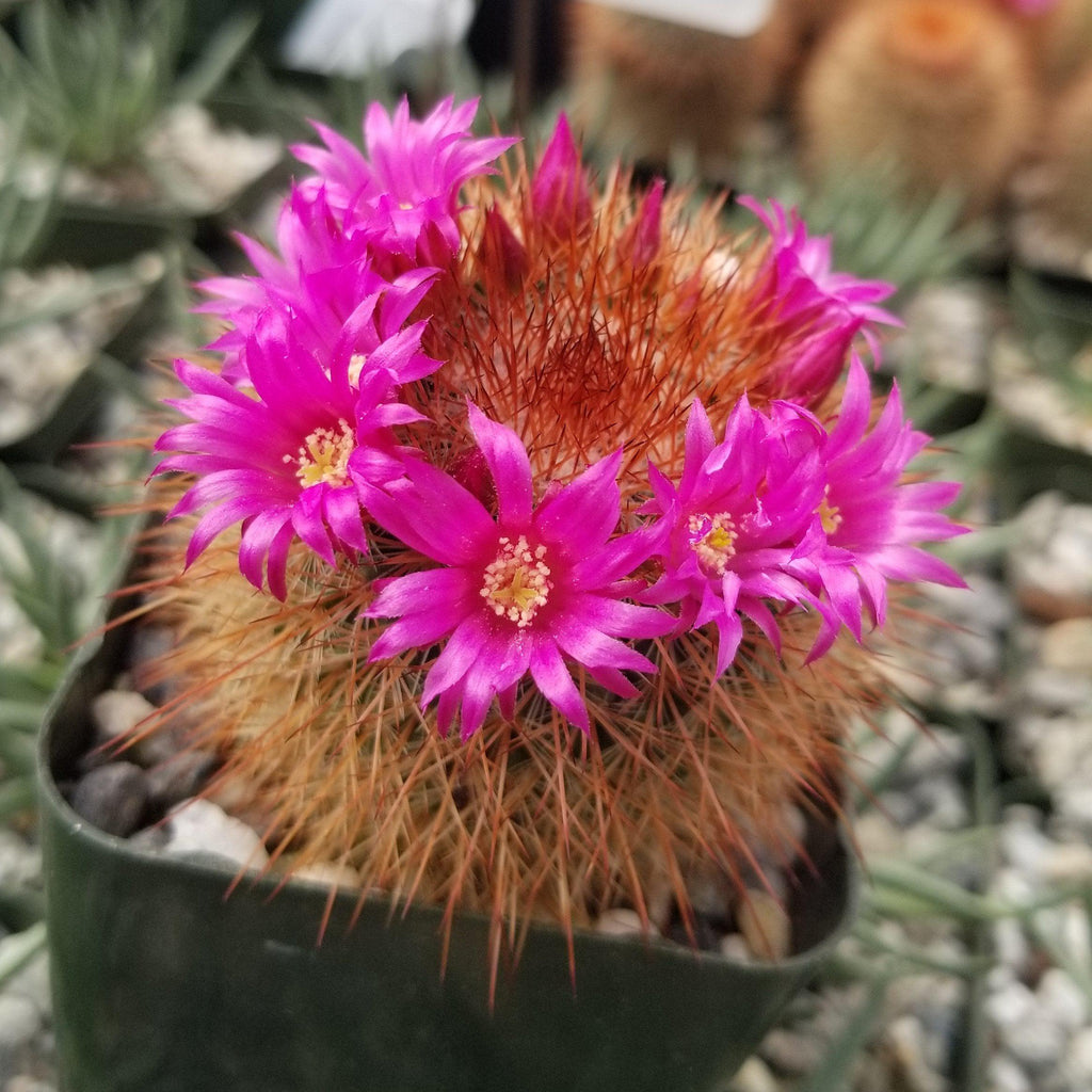 Mammillaria spinosissima