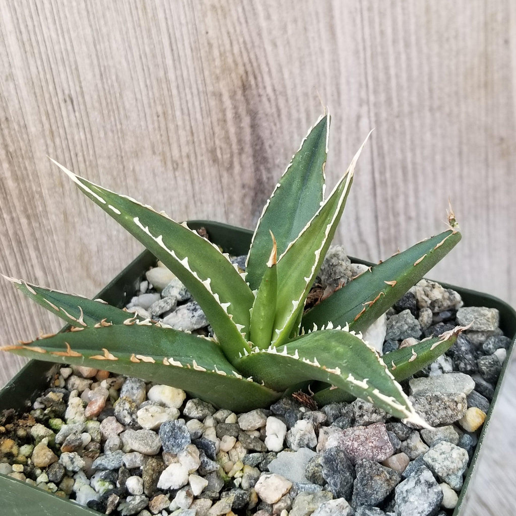 Agave triangularis Large