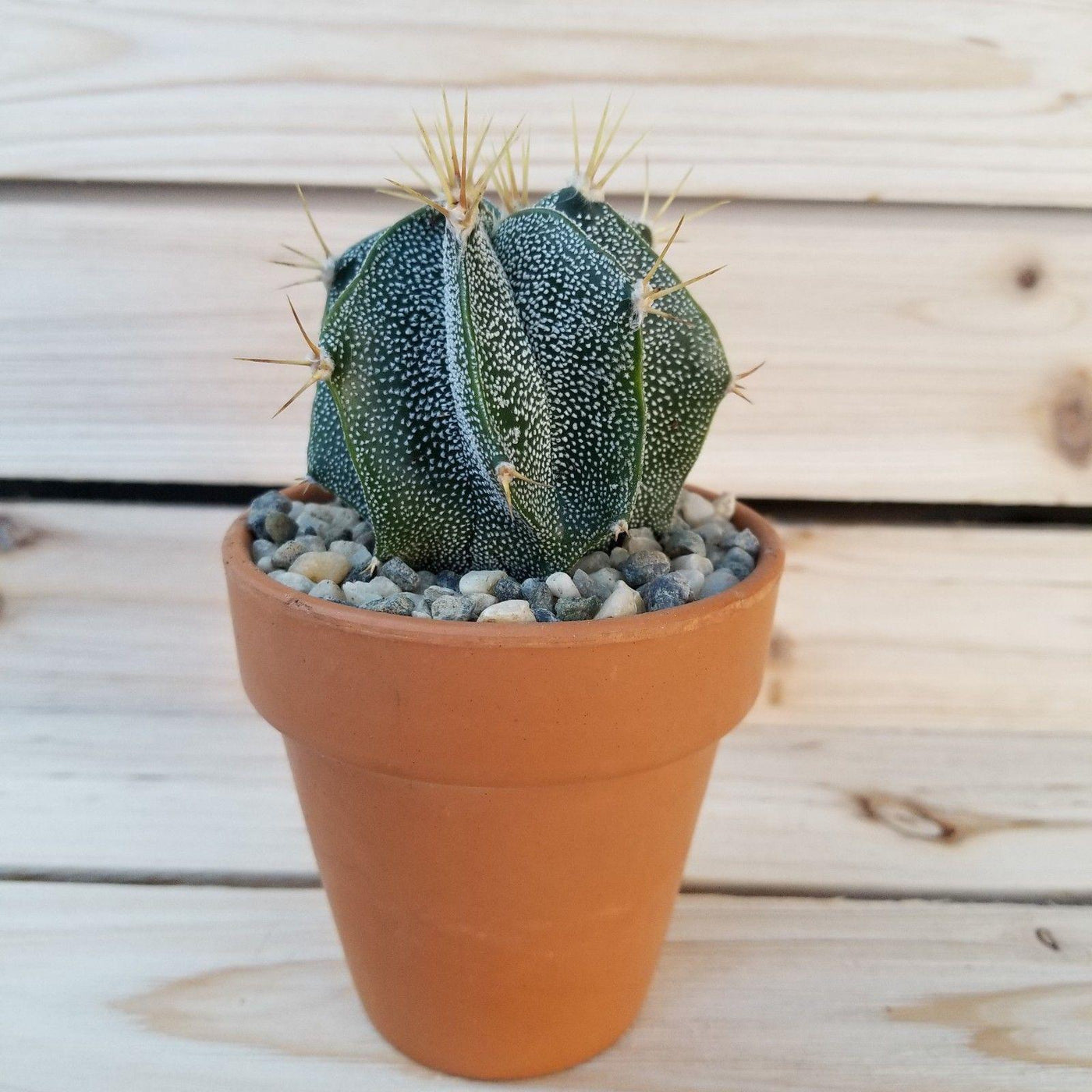 DIY Cactus terracotta 3.5" pot kit