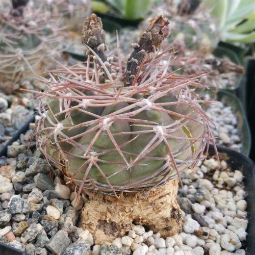 Gymnocalycium riojense