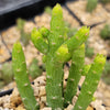 Monadenium ellenbeckii