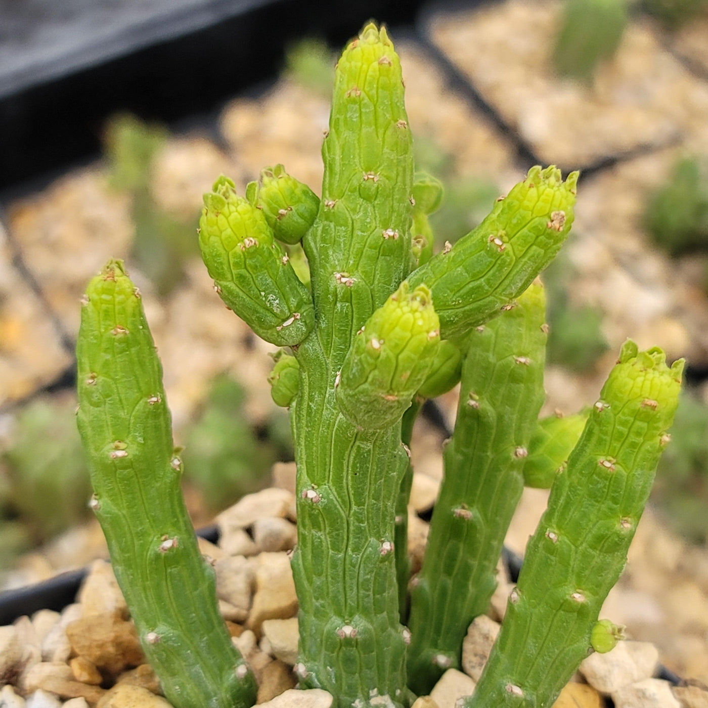 succulent with arms Must-Have Monadenium Ellenbeckii | Octopus Arms
