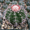 Melocactus violaceus no cephalium