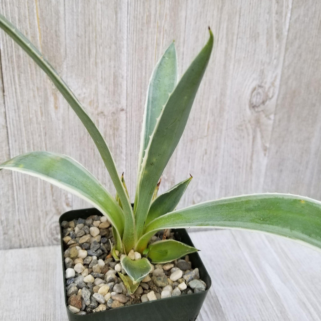 Variegated Caribbean Agave ‘Agave angustifolia marginata’