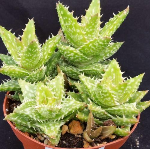 Aloe juvenna