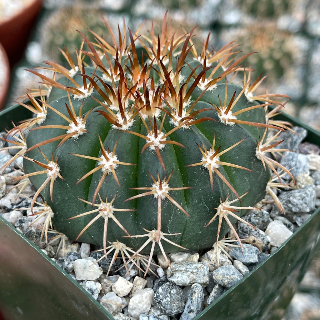 Melocactus conoideus