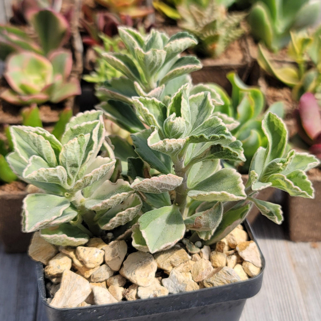 Plectranthus neochilus variegata