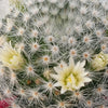 Mammillaria albicoma