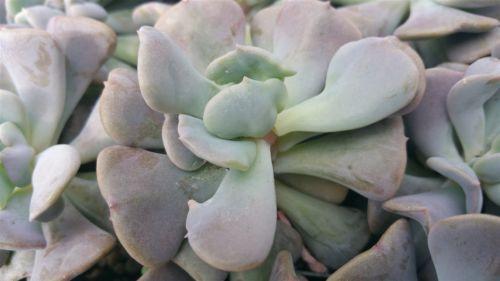 cubic frost succulent propagation Echeveria Cubic Frost | Rosette-Forming Plant
