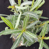 Adenium somalense