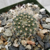 Rebutia flavistyla