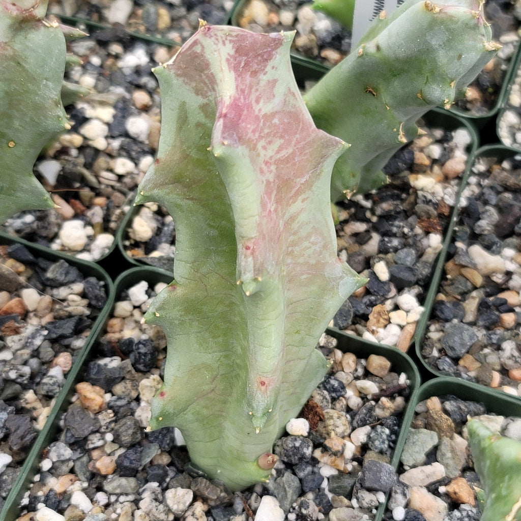Caralluma melanacantha