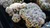 Mammillaria gracilis fragilis monstrose