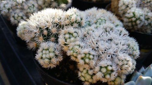 Mammillaria gracilis fragilis monstrose
