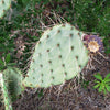 Opuntia engelmannii Pad cutting