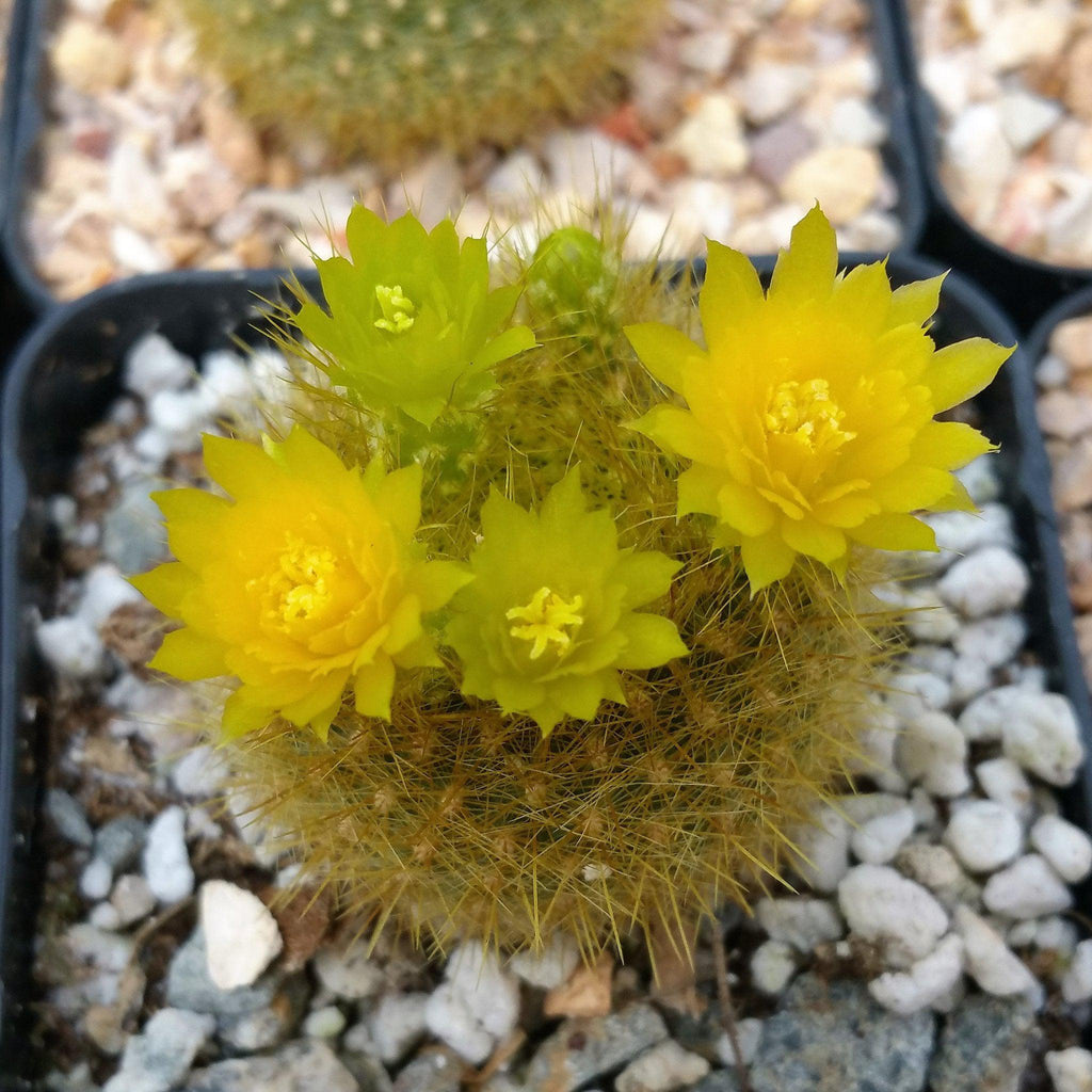 Notocactus graessneri flaviflorus