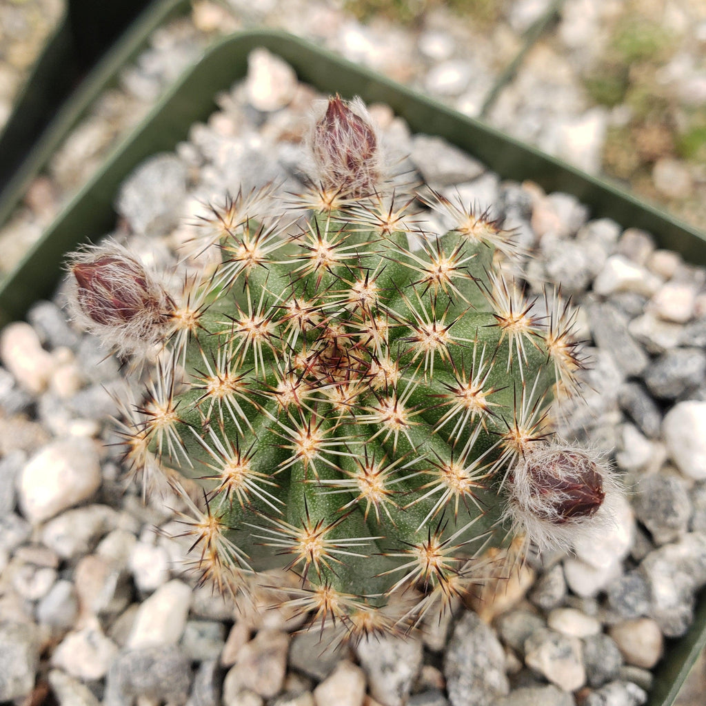 Pygmaeocereus bylesianus