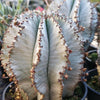 Euphorbia polygona snowflakes