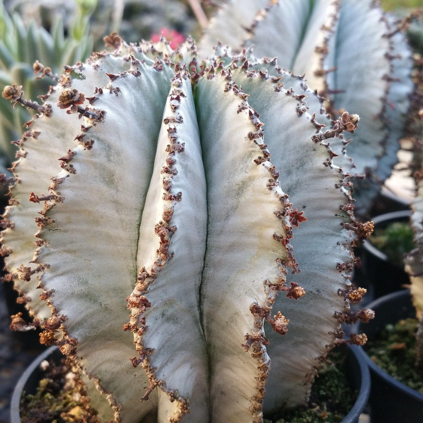 snowflake succulent Shop For Euphorbia Polygona 'Snowflake'