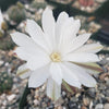 Pygmaeocereus bylesianus