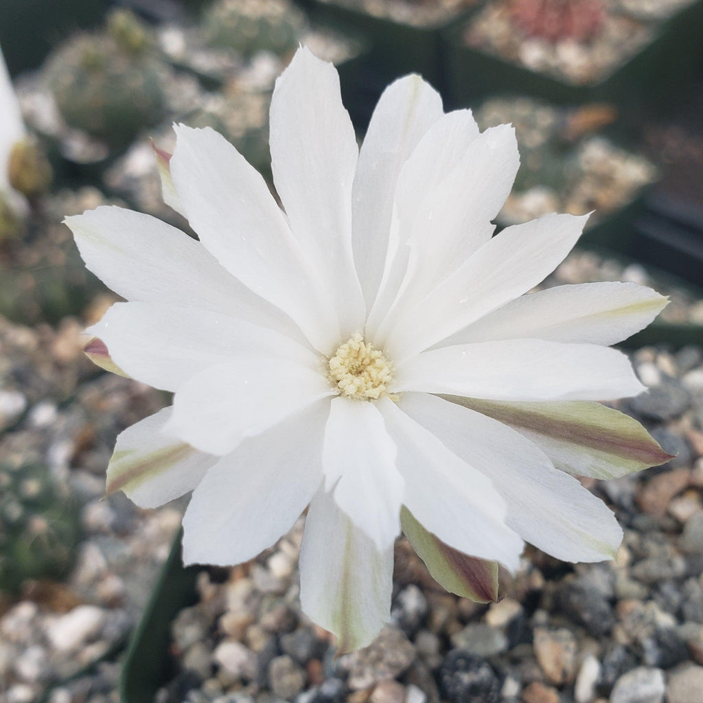 Pygmaeocereus bylesianus