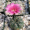 Gymnocalycium schreiteri