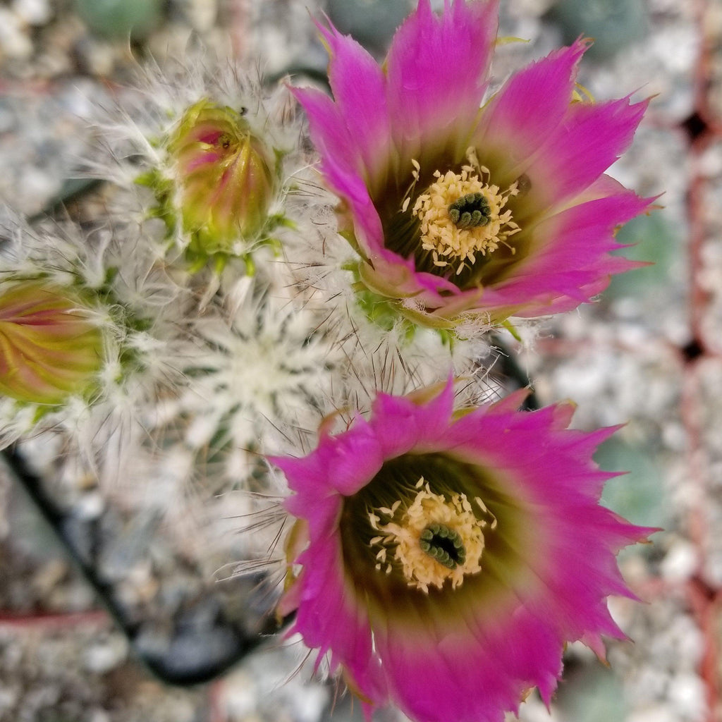 Echinocereus reichenbachii albispinus