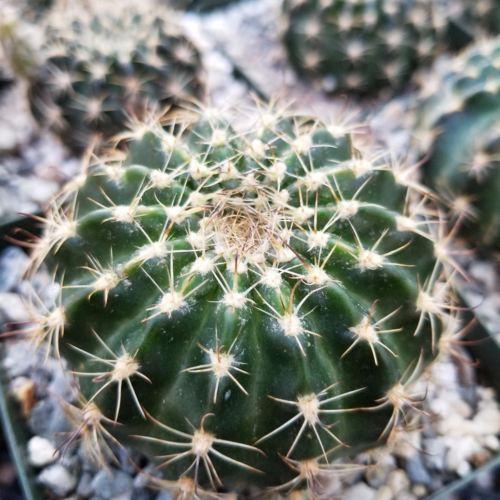 Lobivia or Echinopsis ancistrophora kratochviliana