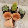 3- 2.5 inch cactus in terracotta pots