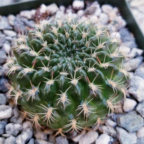Lobivia or Echinopsis draxleriana